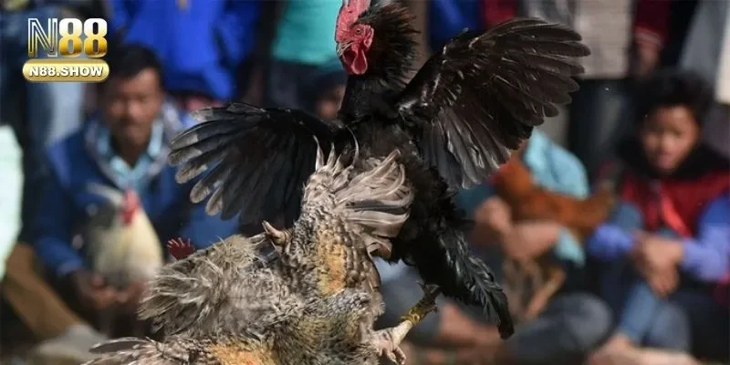 Tổng hợp các thể loại kèo cược gà cực hay dành cho newbie