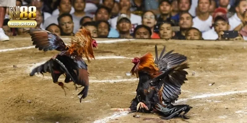 Một vài kinh nghiệm chơi đá gà N88 từ các chuyên gia