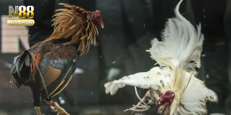 Những hình thức đá gà cực hay thu hút nhiều khách hàng