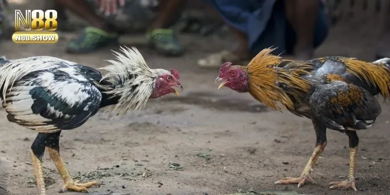 Khái quát một vài kiến thức bổ ích về đá gà thomo