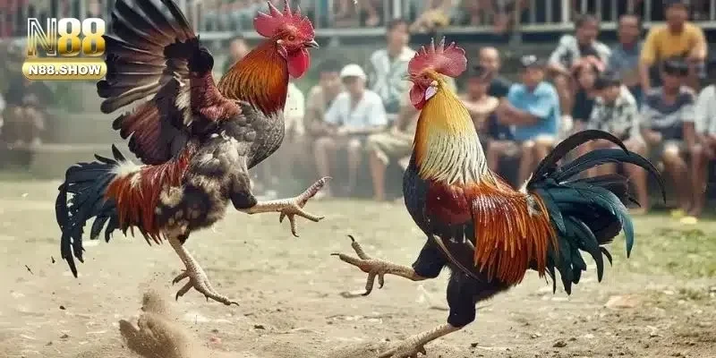 Những lý do khiến bộ môn đá gà trở nên nổi tiếng nhất hiện nay