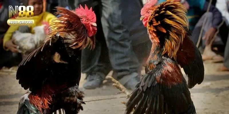 TOP những hình thức đá gà số 1 được nhiều người ưa chuộng