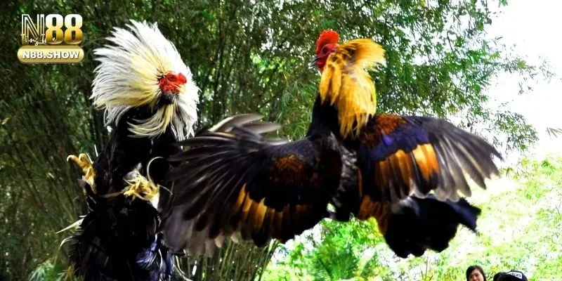 Những loại giống gà cực chiến mà bạn cần tham khảo rõ